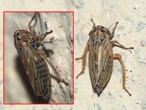Anaceratagallia sp.